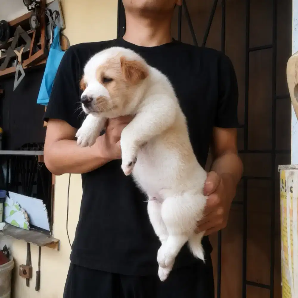 Anak anjing ras besar