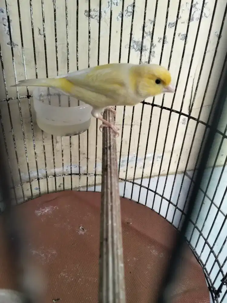 Kenari jantan gacor