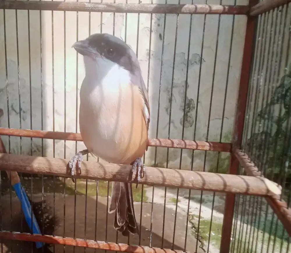 Burung pentet Jatim pilis