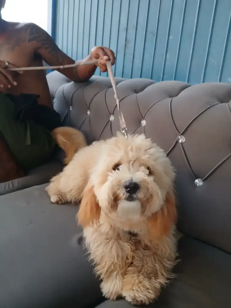 Malteese x poodle