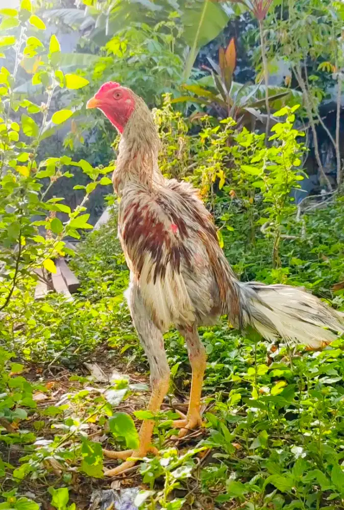 Ayam pakhoy Muda