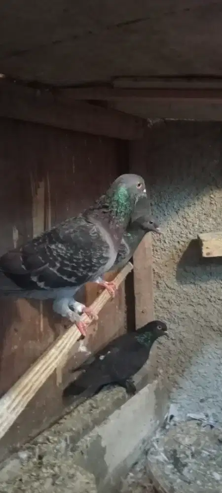 Burung dara jantan