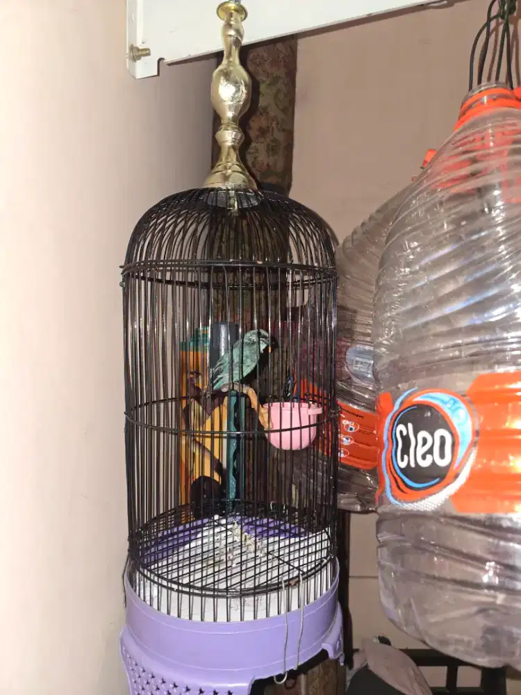 burungnya barter kenari betina