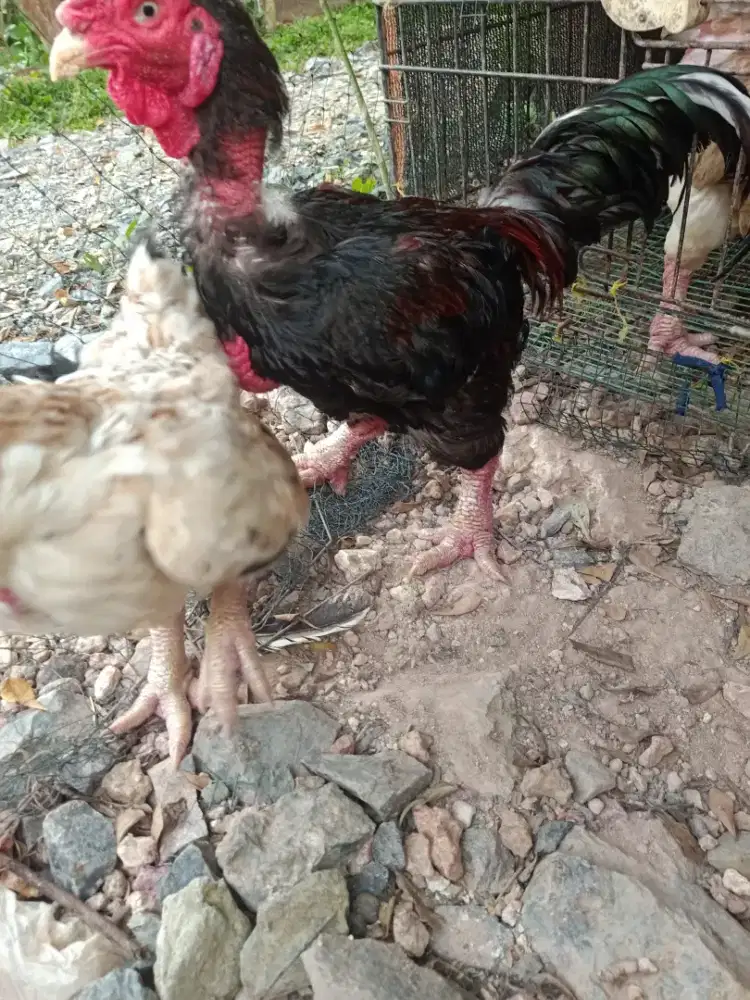 ayam dong tao sepasang,kaki gajah