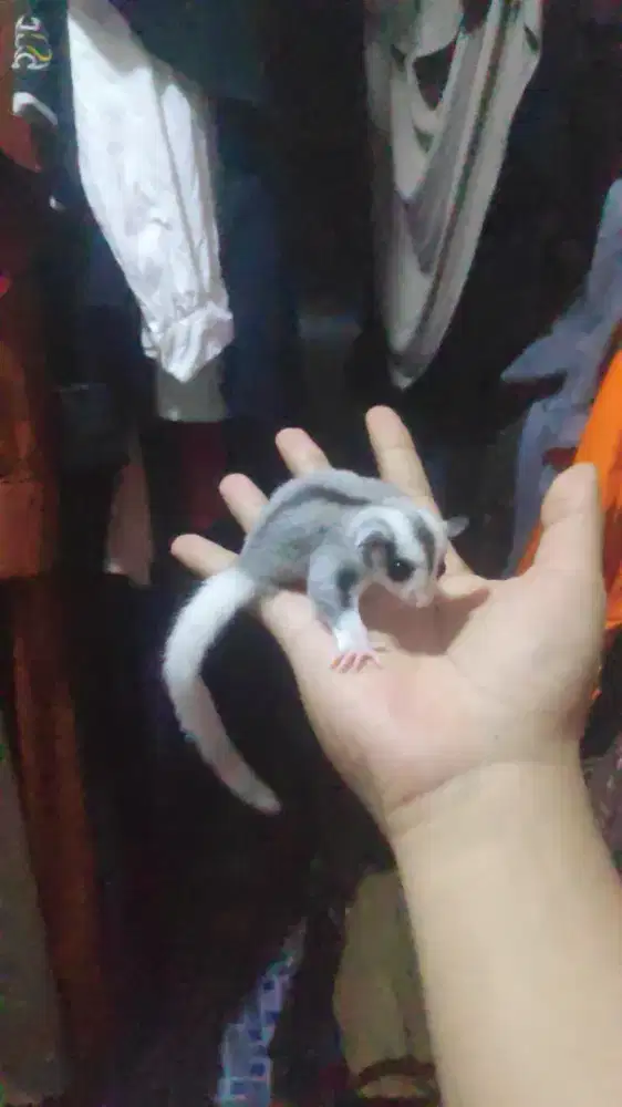 Sugar glider Mosaik