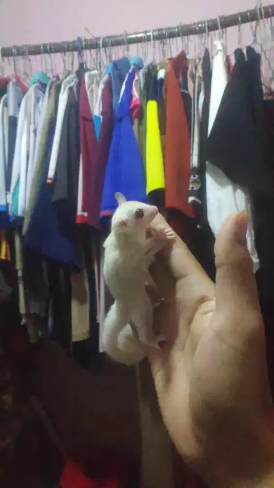 Sugar Glider creamino
