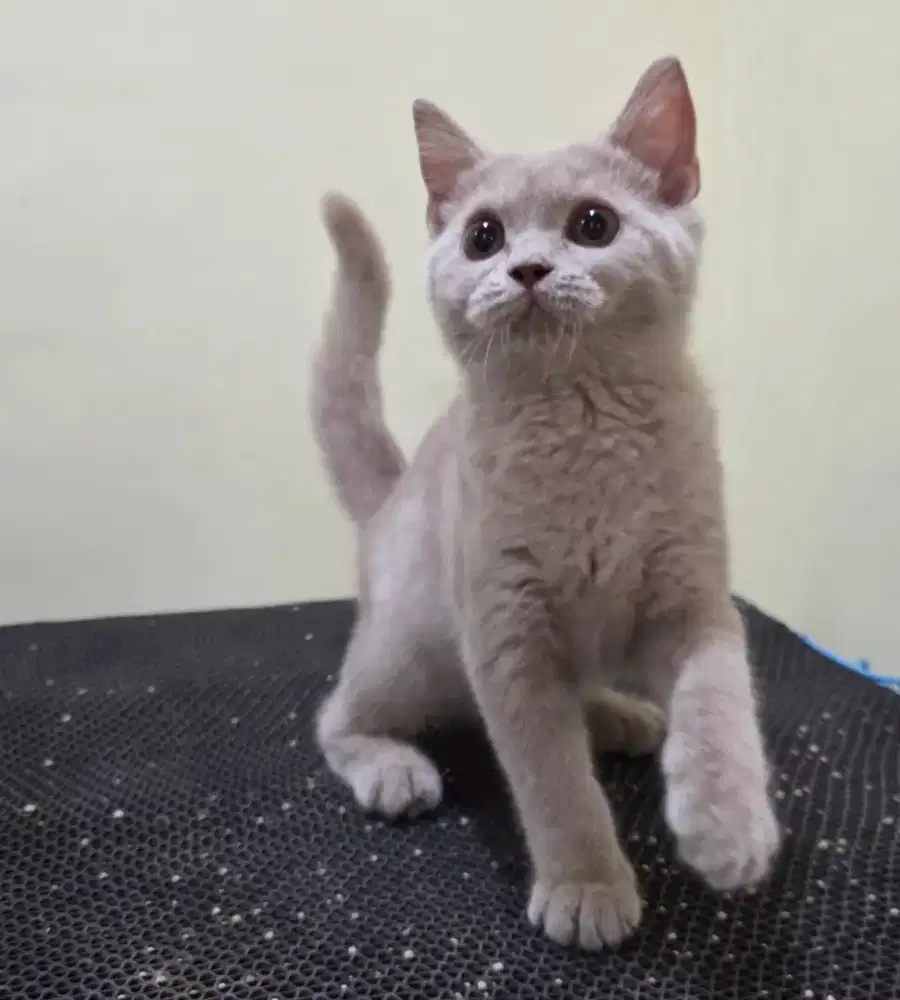 Munchkin BSH NS Betina/ british/ scottish