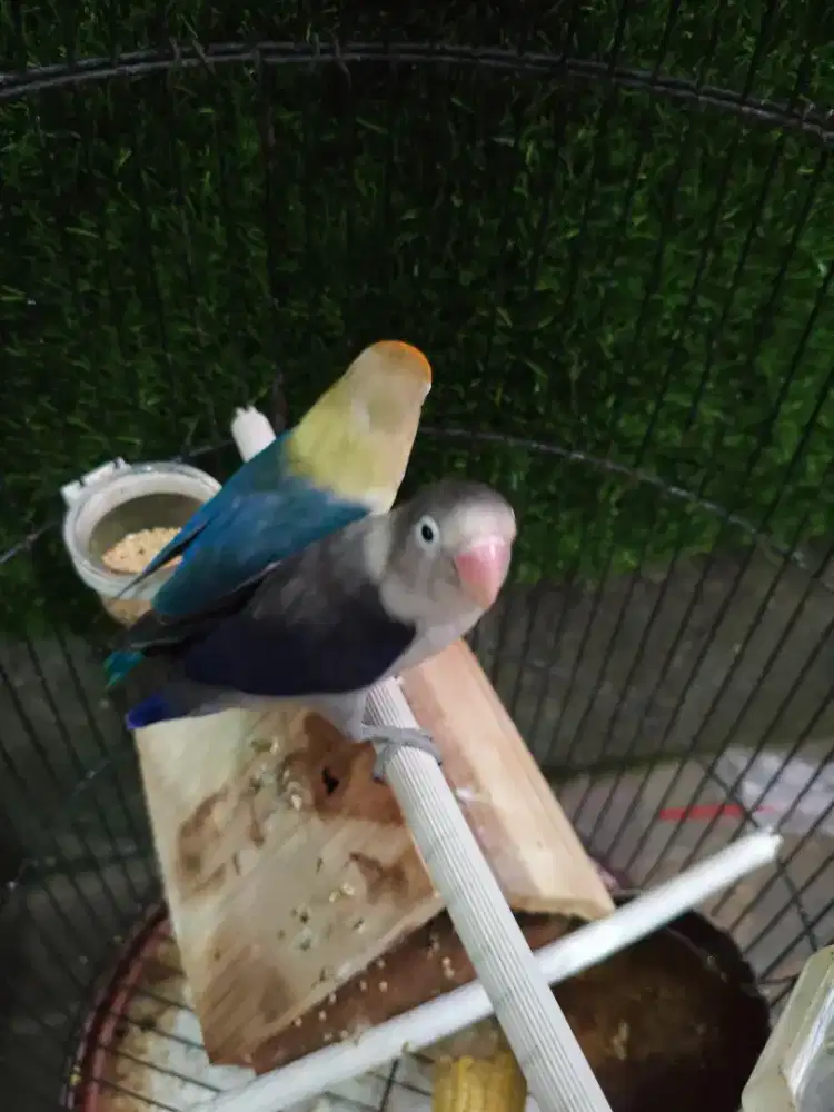 Lovebird sepasang