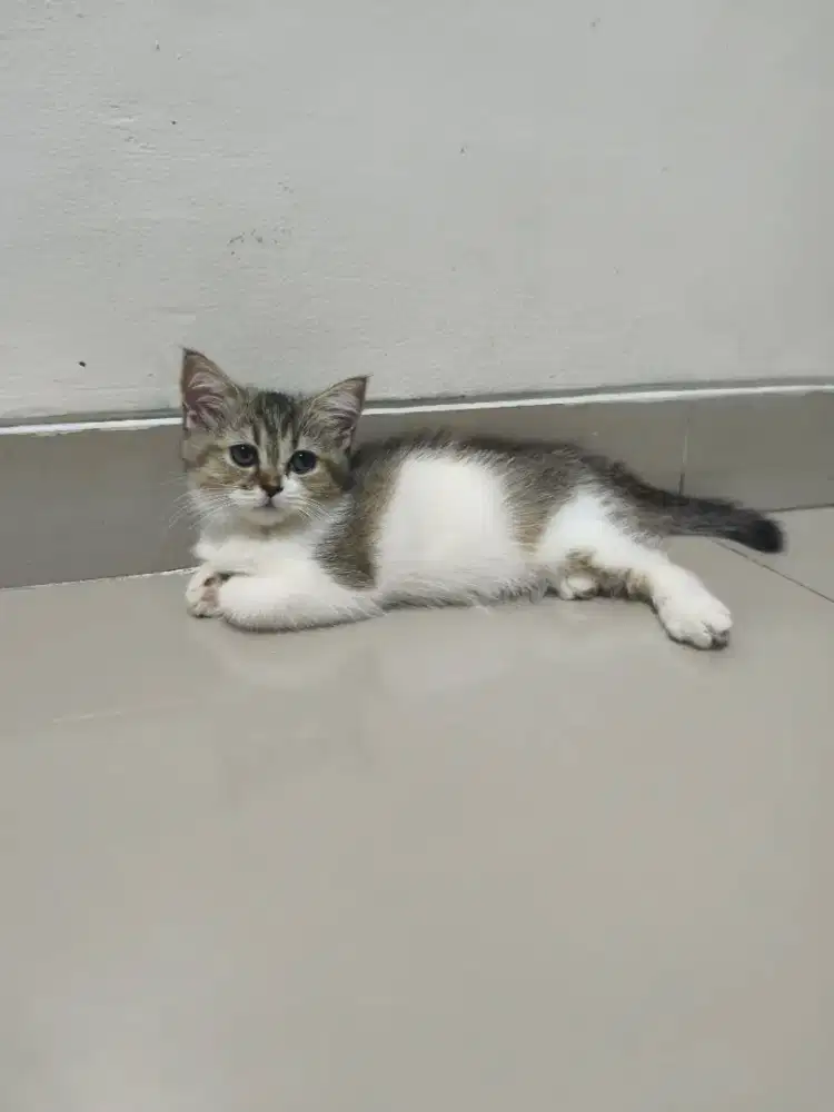 Lepas adopt British shorthair murah