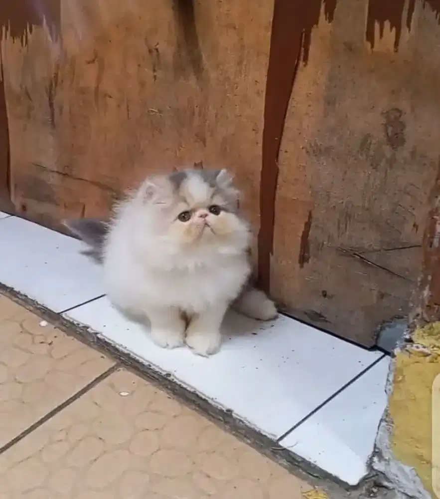 Kucing Persia Peaknose Delute Calico Betina