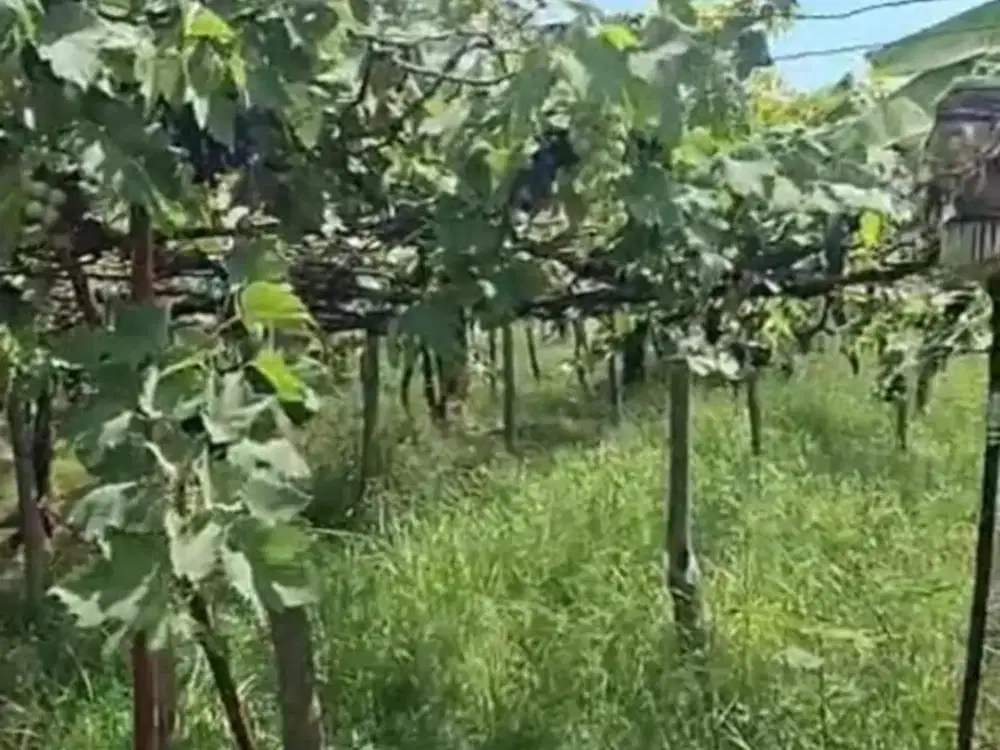 DIJUAL TANAH KEBUN ANGGUR – DENCARIK, SINGARAJA