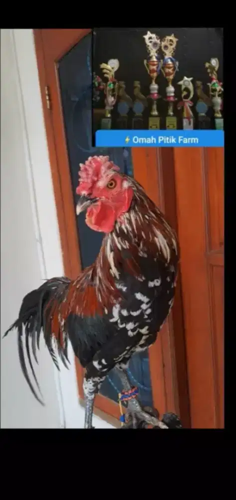 Ayam ketawa jantan warna bulu bagus, rajin kokok gacor