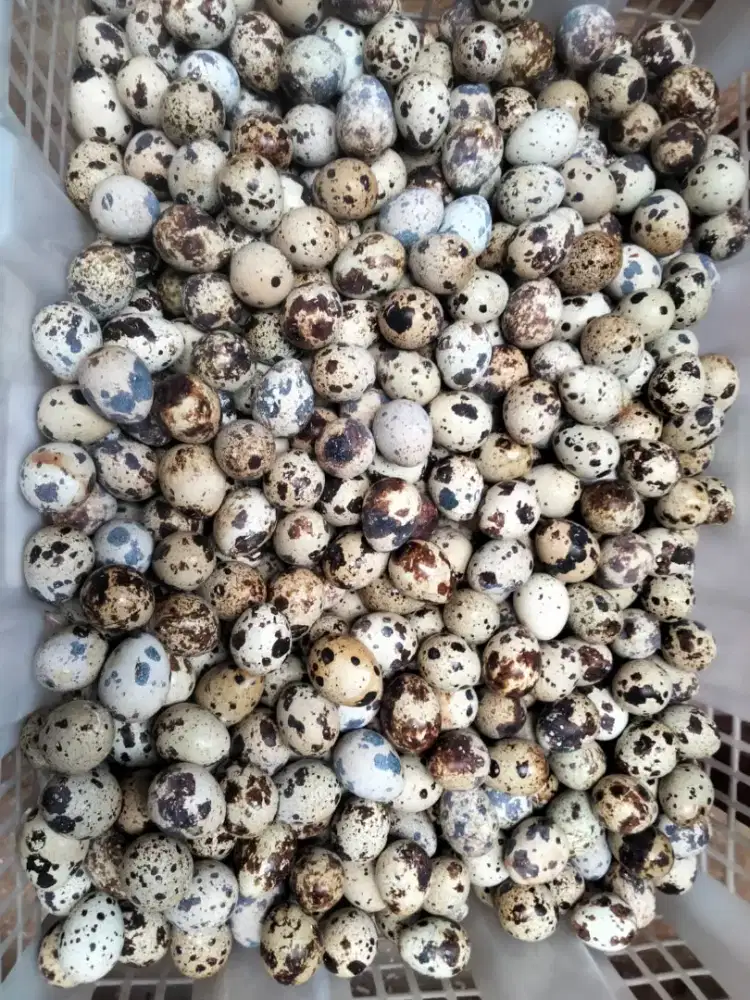 Telur puyuh Fress dari kandang