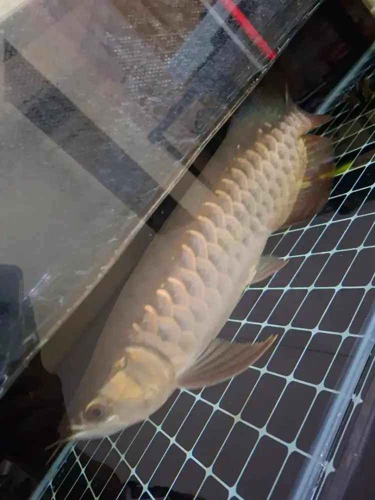 Ikan arwana golden