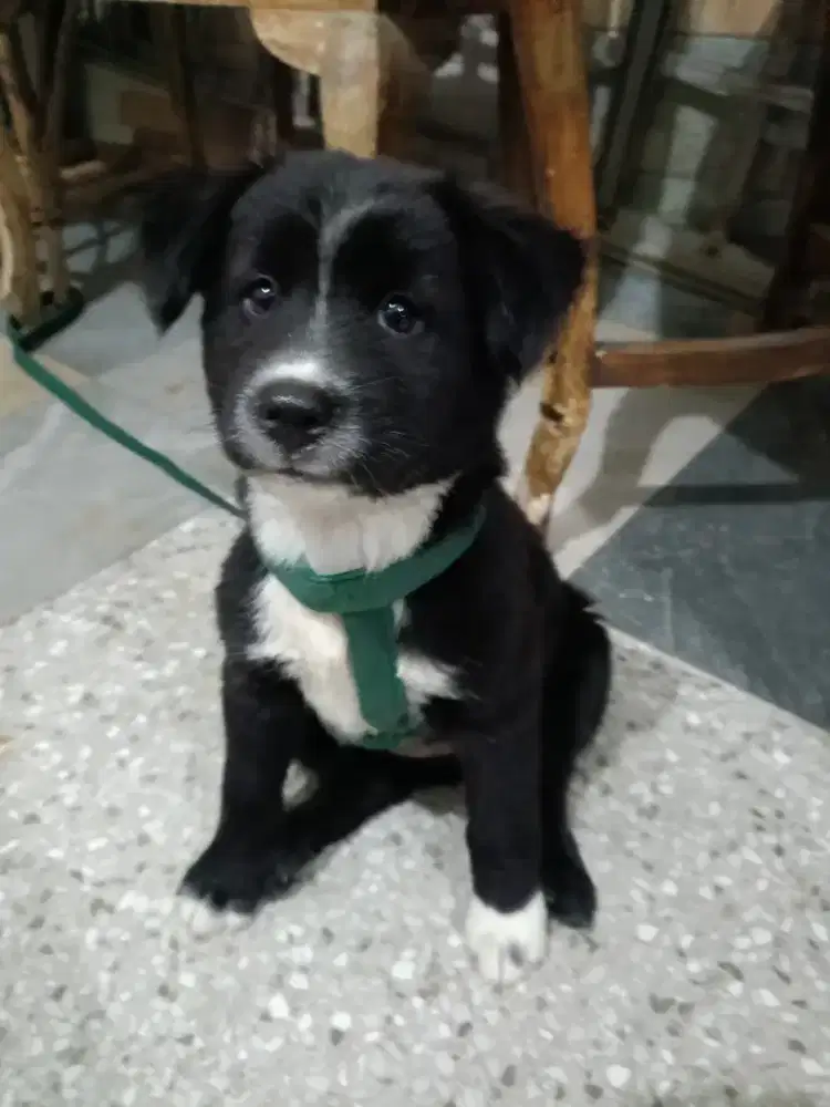 Anjing Kampung/Anjing Jawa Lokal