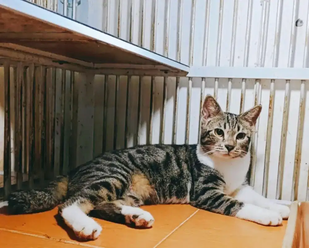 Kucing Jantan Scottish Straight