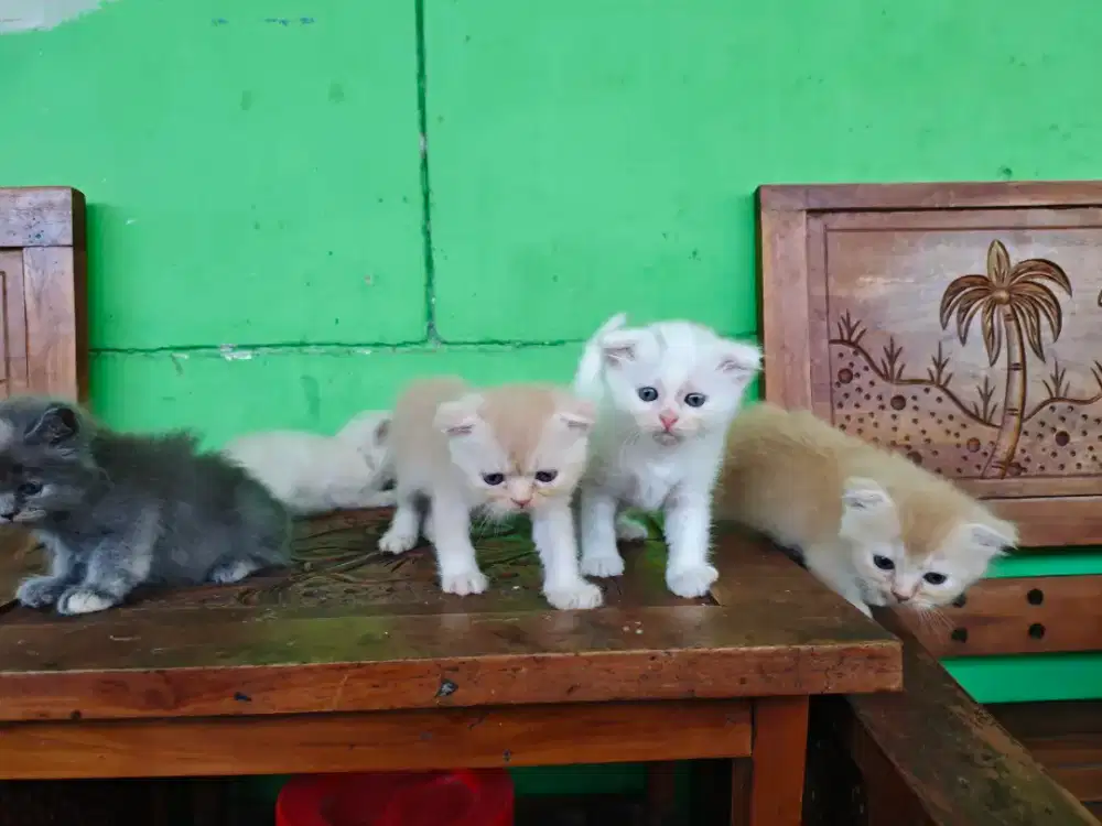 kitten scottish fold