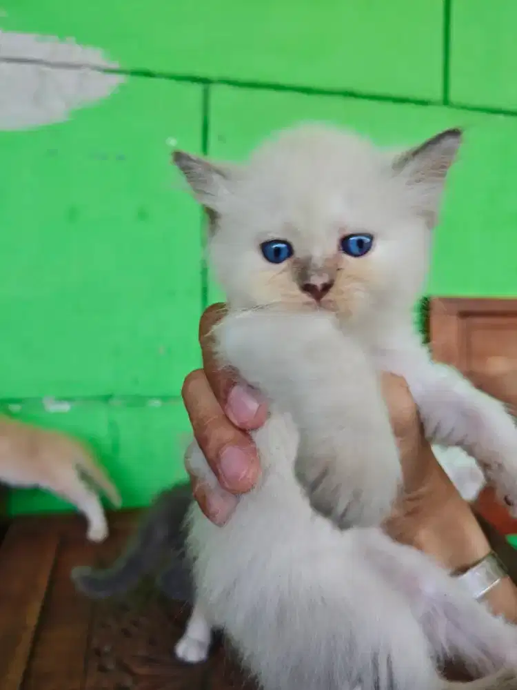 kitten scottish straight betina