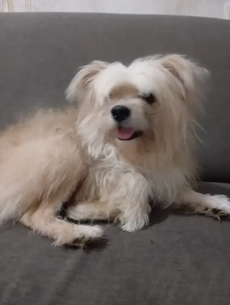 Anjing Mix pom jantan pomeranian