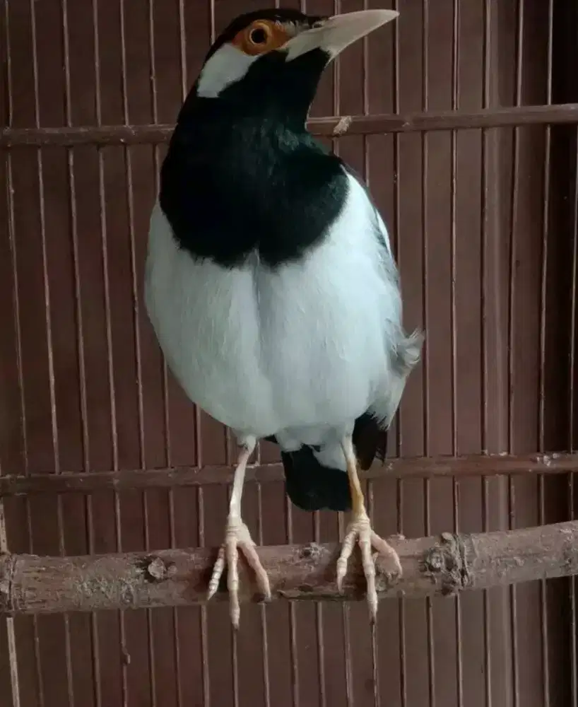 jalak suren gacor