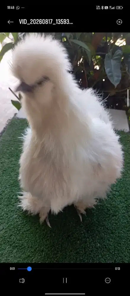 Ayam American silkie