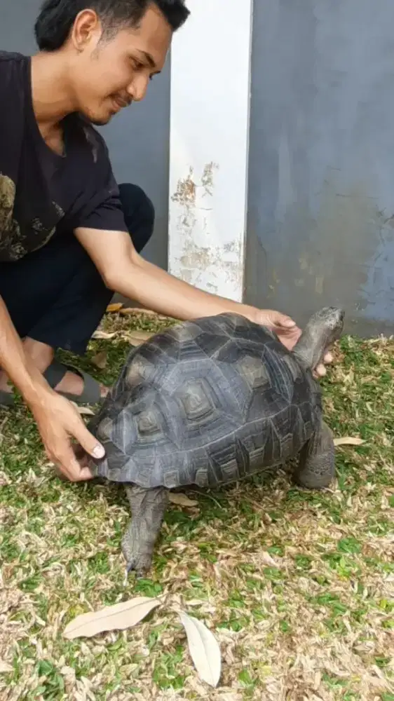 Kura kura gagah