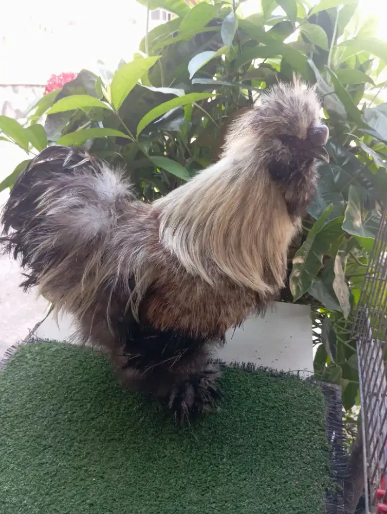 Ayam American silkie jantan