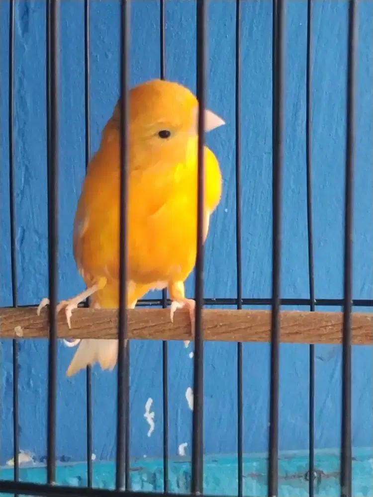 Burung kenari oren.