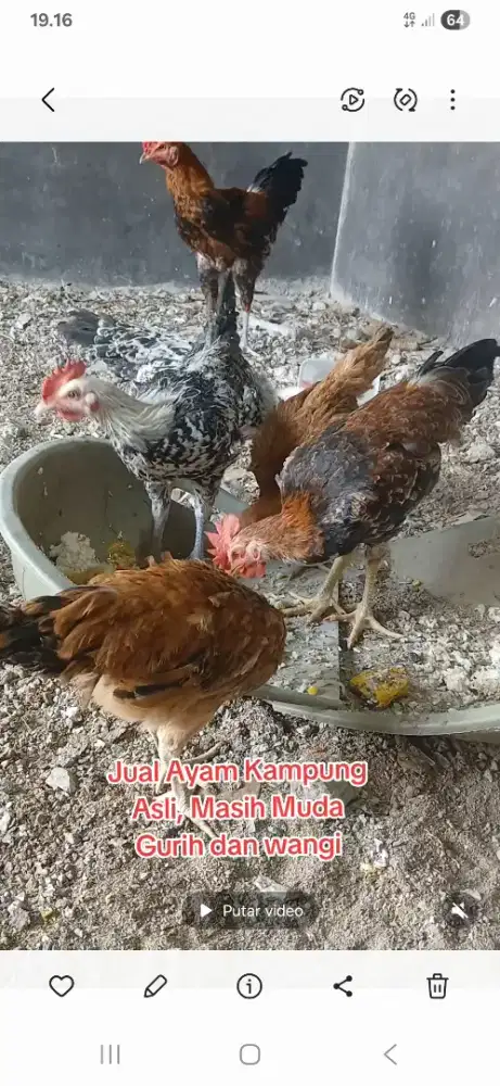 Ayam Kampung Asli