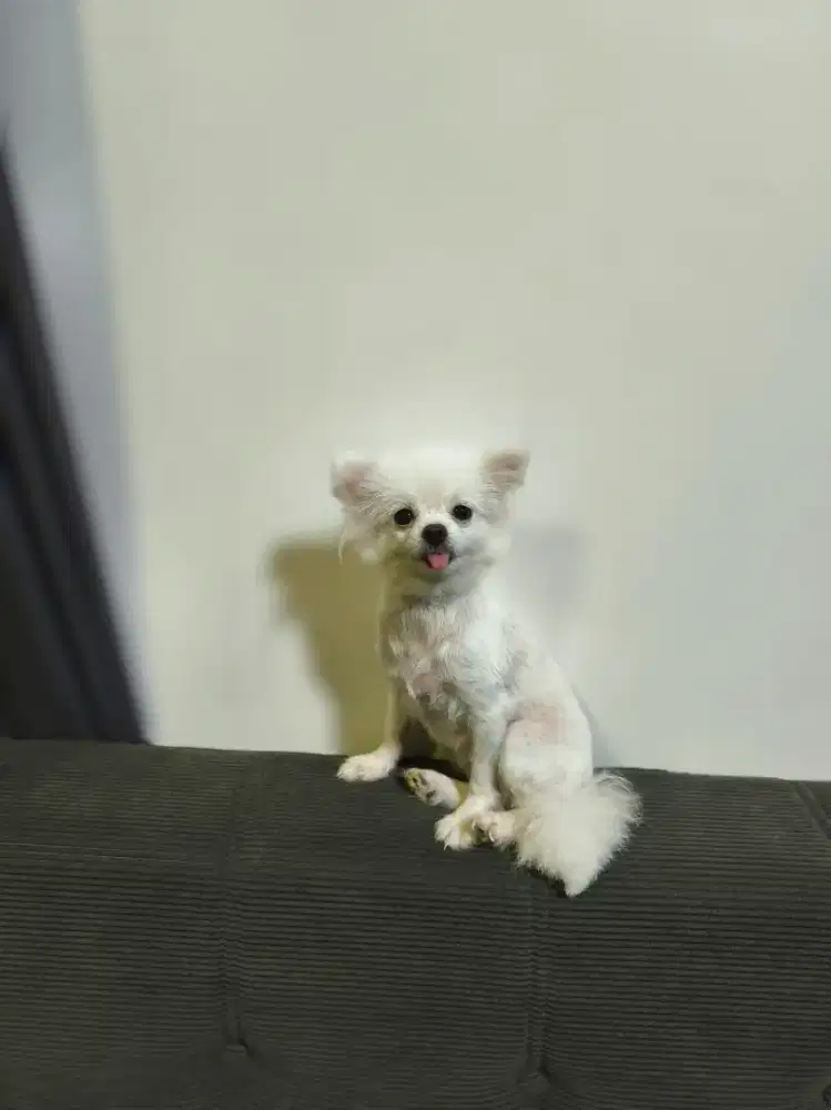 Minipom Betina Dewasa