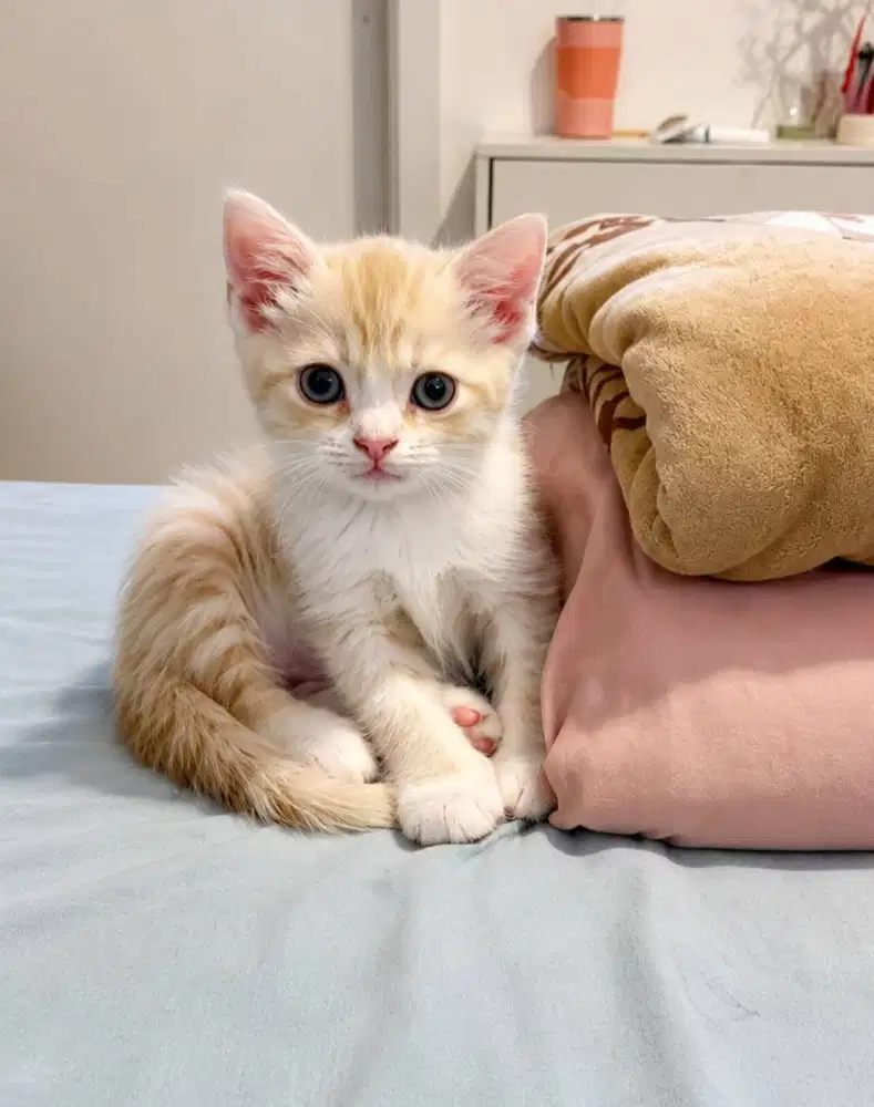 Dijual BSH Cream Tabby
