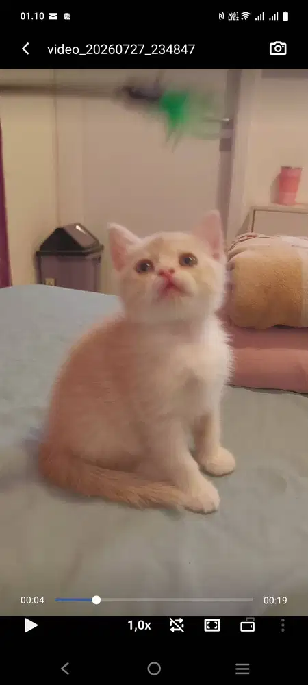 Dijual BSH Cream Tabby