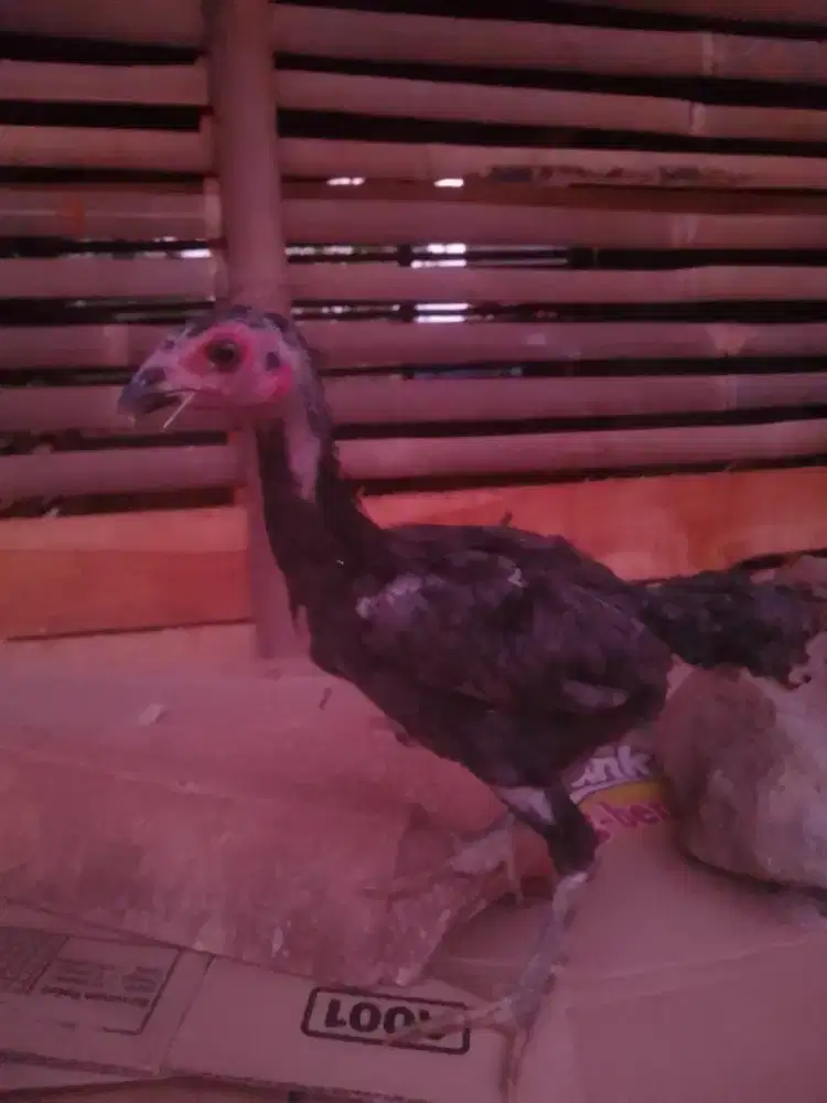 Anak Ayam Jowo X Bangkok