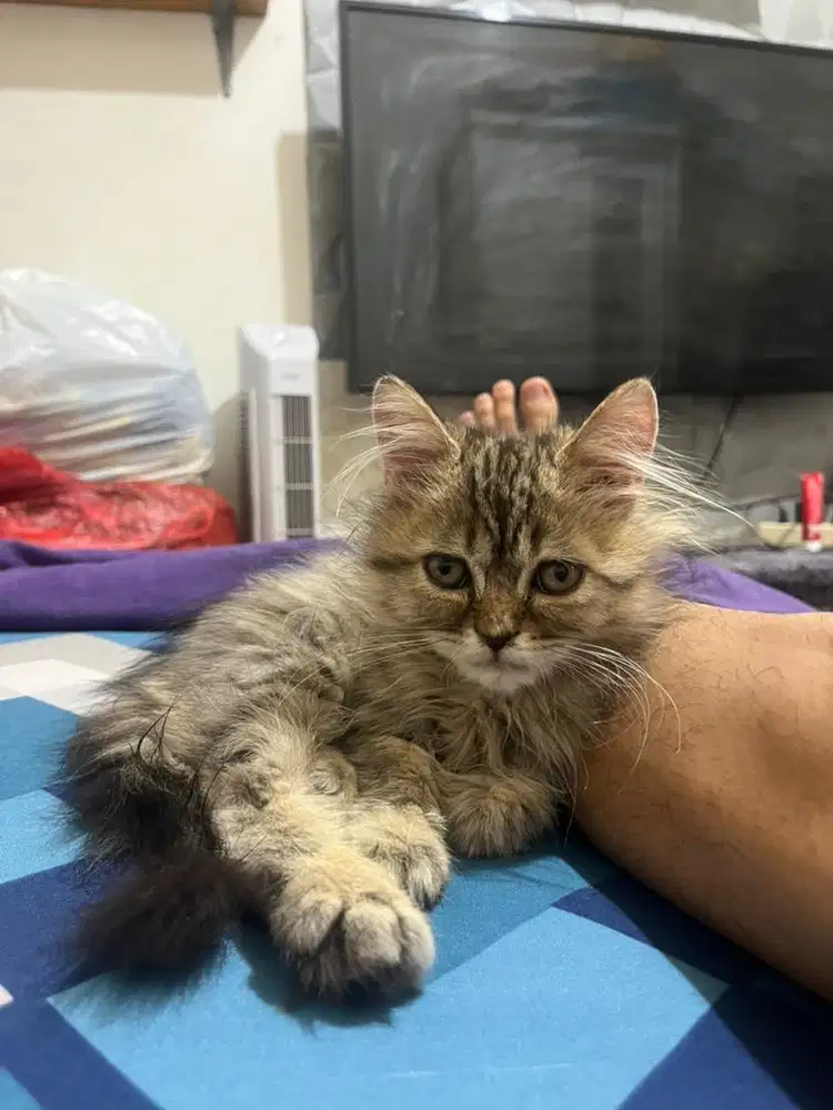 kucing persia medium agak pesek jantan 2.5 bulan