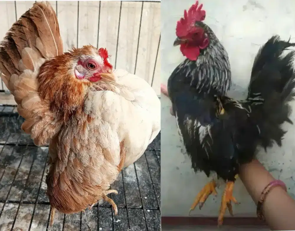 Ayam serama kecil sepasang