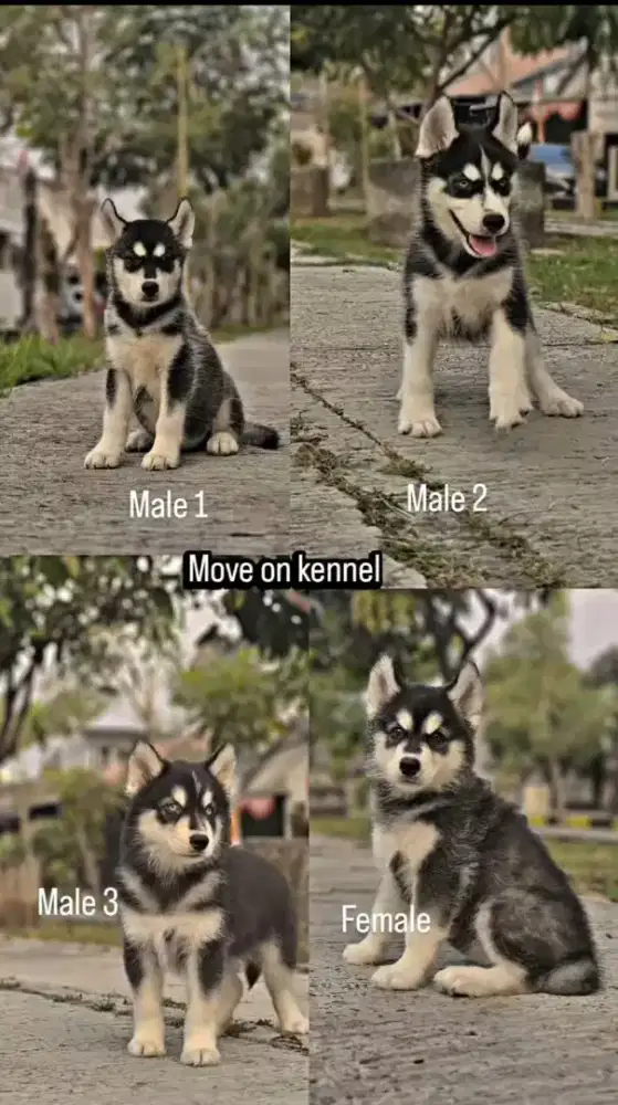 Husky Unyu Big Bone