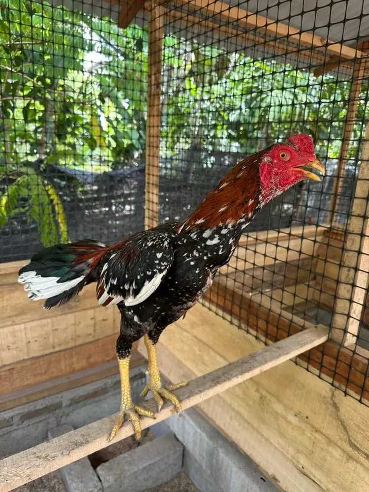 Ayam bangkok klasik