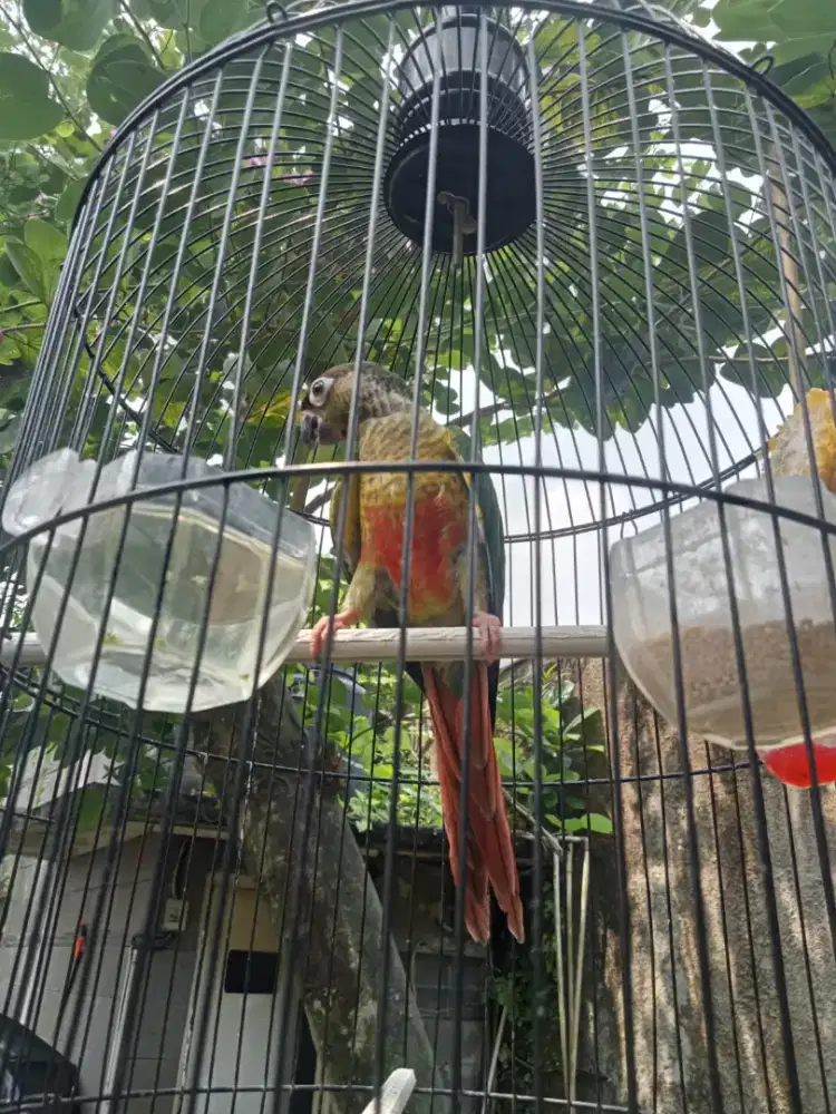 Sunconure remaja mandiri