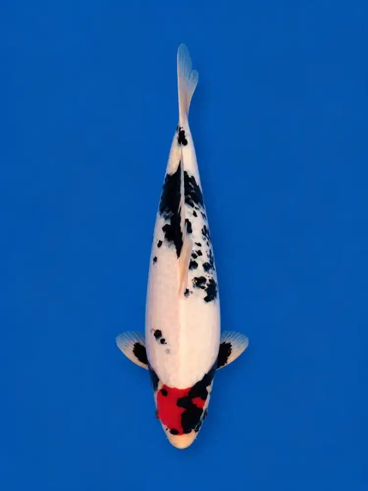 Koi Tancho Showa Tategoi