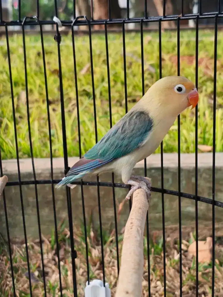 Lovebird PB blue jantan aktif love bird PB aqua