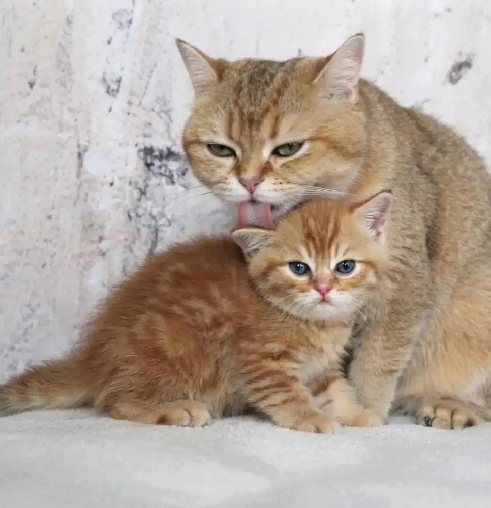 Bsh red tabby male