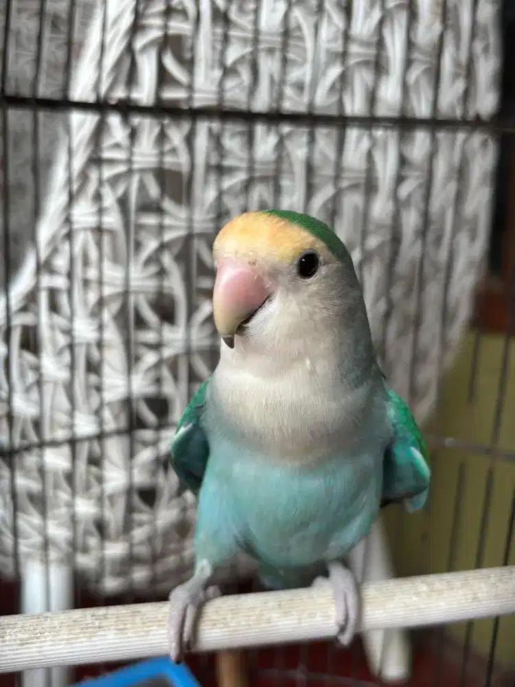 Love Bird NK bisa FTM