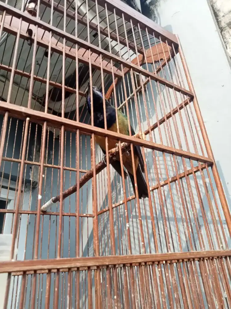 Cucak cungko pale abu gacor