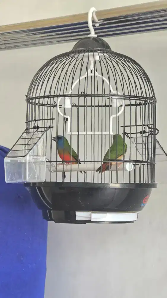 Pipit tricolor sepasang