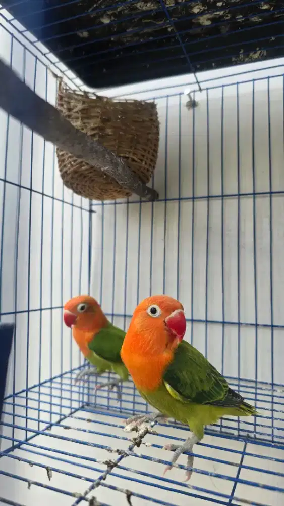 Lovebird jinak cantik
