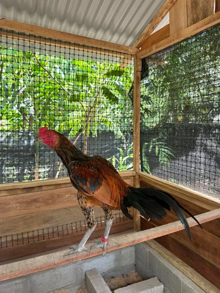 Ayam jenis pama
