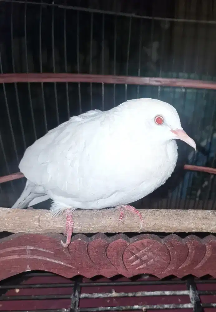Tekukur Derkuku Putih Kapas Albino Mata Merah