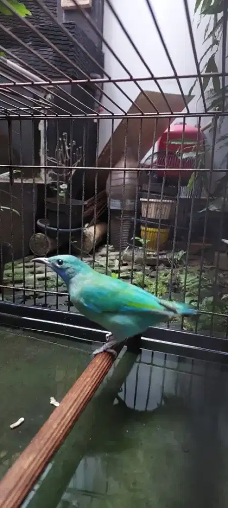 Cucak cungkok betina
