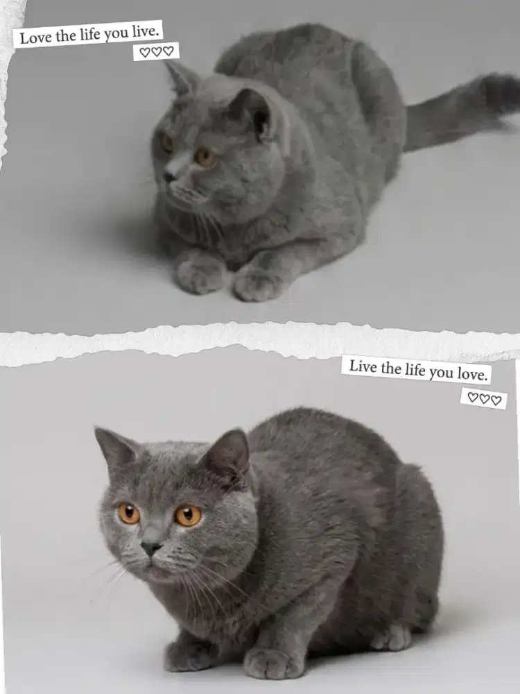 BSH Blue Solid Male Line Import