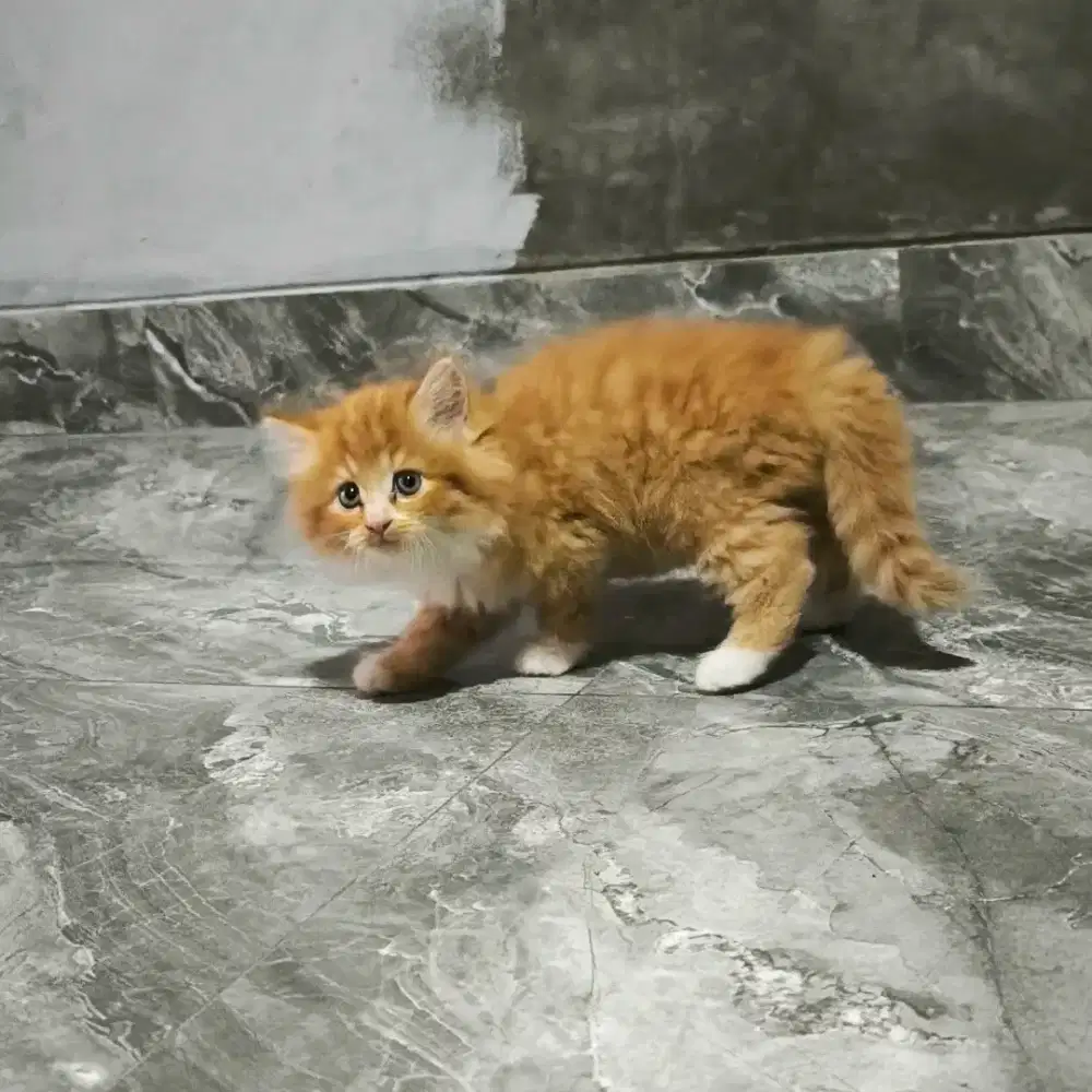 kucing persia kitten